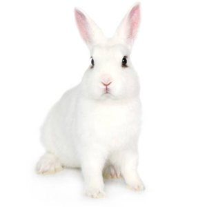 Meet your Posher, @bunnylover100